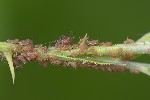 5dv04866 - Macrosiphum rosae