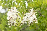 5dv04889 - Robinia pseudoacacia
