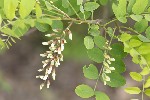 5dv04895 - Robinia pseudoacacia
