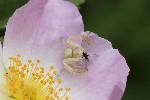 5dv04911 - Misumena vatia