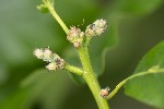 5dv04924 - Quercus pubescens