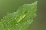 Dasineura acrophila