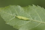 Dasineura acrophila