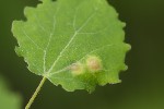 Harmandiola globuli