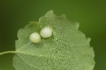 Harmandiola globuli
