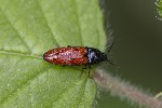 5dv04980 - Ampedus elongatulus