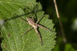5dv05088 - Pisaura mirabilis