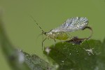 Macrosiphum gei