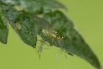 Macrosiphum gei