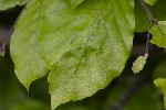 Aceria nervisequa