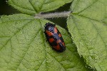 5dv05440 - Cercopis vulnerata