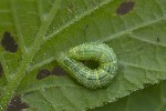 Operophtera brumata