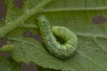 Operophtera brumata