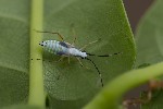 Cyllecoris histrionius