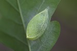 Bena bicolorana