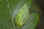 Bena bicolorana