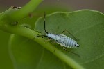 Cyllecoris histrionius