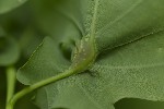 Andricus curvator