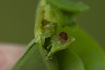 Andricus curvator