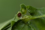 Andricus curvator