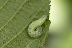 Operophtera brumata
