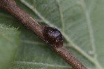Parthenolecanium corni