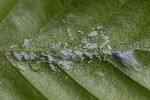 5dv05710 - Phyllaphis fagi