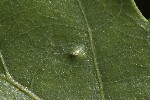 Trioza remota