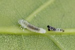 15/05/2026 - 5dv05865 - Larodde (63690)