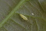Tuberculatus annulatus