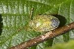 5dv06099 - Piezodorus lituratus