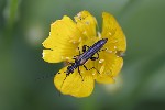 5dv06114 - Oedemera pthysica
