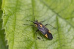 5dv06165 - Capsodes flavomarginatus
