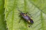 5dv06166 - Capsodes flavomarginatus