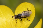 5dv06268 - Thecophora sp.