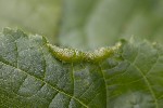 Dasineura tiliae