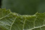Dasineura tiliae