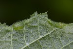 Dasineura tiliae