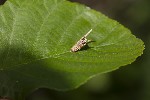 5dv06419 - Psyche sp.