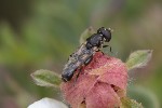 5dv06436 - Syritta pipiens