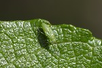 Orthotylus marginalis