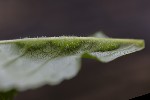 5dv06673 - Dasineura fraxini