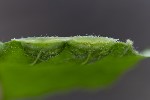 5dv06692 - Dasineura fraxini