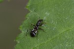 Himacerus mirmicoides