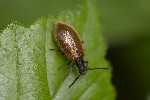 Lagria hirta