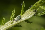 Macrosiphoniella artemisiae