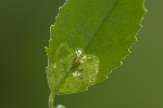 Agromyza nana