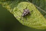 Stictopleurus sp.