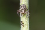 Xysticus cf. cristatus