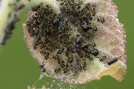 Chaitophorus populeti